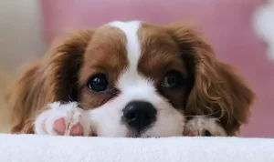 köpekler nasıl kısırlaştırılır