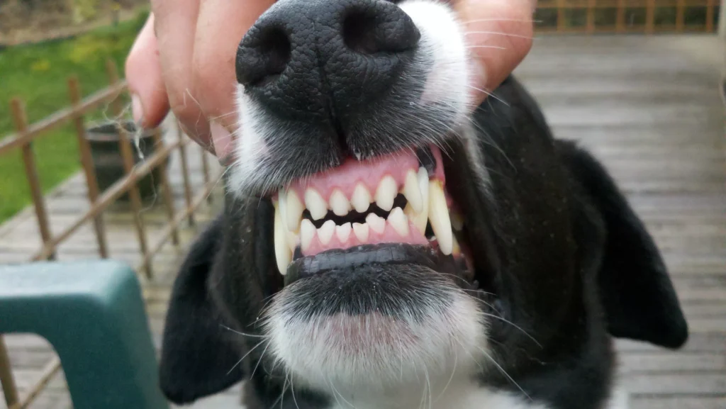 köpeklerin ağız kokusu nasıl giderilir