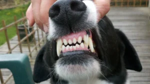 köpeklerin ağız kokusu nasıl giderilir