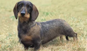köpeklerin dışkısının toplanması